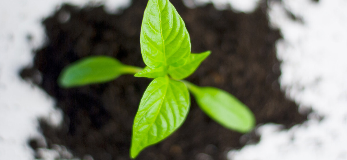 Make Plants Alive